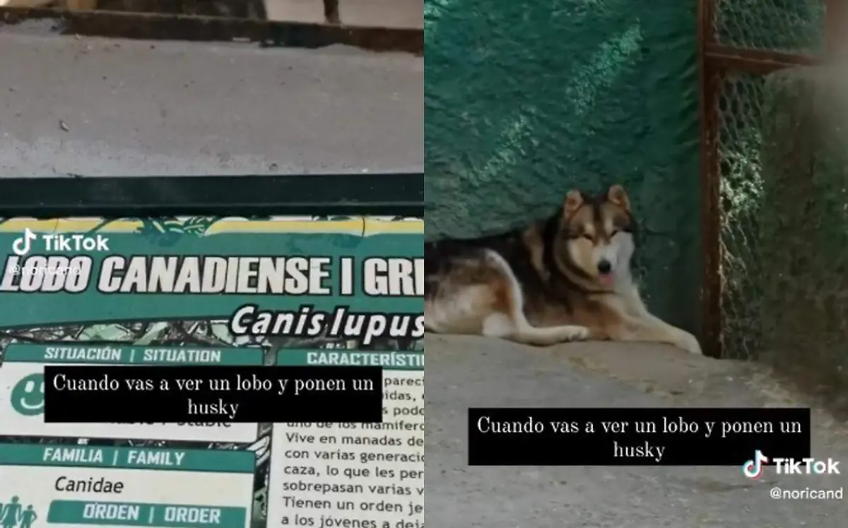 Lobo o perro causa confusion en zoologico